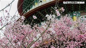 天元宮（記者陳弋攝影）