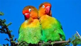 ▲費沙氏情侶鸚鵡。（示意圖／翻攝自Pixabay）