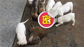 野豬,小狗,撕咬,獵捕,主人