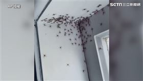 她一進房間…驚見「上百蜘蛛」塞爆天花板！45秒驚悚片曝(圖/AP影音授權)