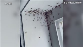 上百蜘蛛塞爆天花板　45秒驚悚片曝