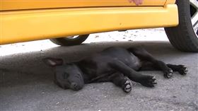 汪路邊睡死搖不醒　4肉球亂揮網融化
https://www.facebook.com/mercedes.benq/videos/10214832652690056
圖／翻攝自路上觀察學院臉書