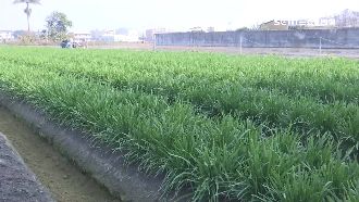 收購不成走歪路　盤商偷割5千斤韭菜