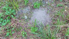 紅火蟻花蓮現蹤　縣府農曆年後擴大噴藥面積花蓮縣鳳林鎮、光復鄉近日有紅火蟻現蹤，經國家紅火蟻中心到場探勘，發現密集區面積約1256公頃，判斷入侵時間約有3年，花蓮縣農業處先灌注藥劑滅蟻，預計農曆年後擴大噴藥防治面積。（花蓮縣政府提供）中央社記者張祈傳真  110年1月30日