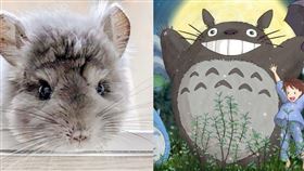 名家專用/ ELLE（勿用）
