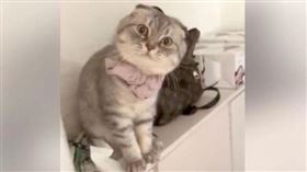 ▲胖胖貓生氣的對主人狂喵喵叫。（圖／翻攝自百度百科）