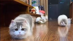 貓貓蟲跟著音樂動滋動　網笑：投錯胎
相信你一定看過傲嬌無比的貓咪，但你有看過「貓蟲合一」的主子嗎？日前有網友在臉書社團《喵星人的喵星球》分享一則影片，影片中的喵皇不但動作超可愛還很有節奏感，尤其接下來的動作更讓網友笑說「這是投錯胎嗎？」
https://www.facebook.com/kevinlau.kevinlau/videos/3633676820079861
圖／翻攝自喵星人的喵星球臉書