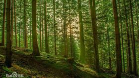 森林。（圖／翻攝百度百科）