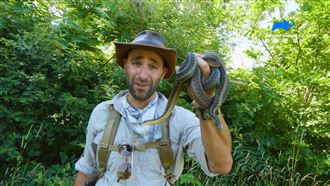 驚！這蛇無毒　但咬一口就血流不止