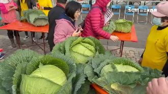 澎湖「巨無霸高麗菜」3顆近53台斤
