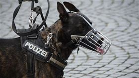 警犬 （圖／翻攝自pixabay）