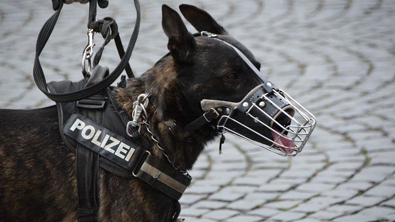 兇猛警犬收工秒變萌！反差形象網笑翻