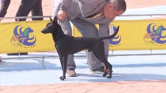 毛孩選美比體態和走路　名次助身價升