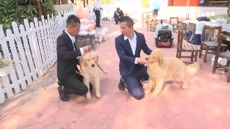 選美賽牽狗進場　指導手年薪約42萬