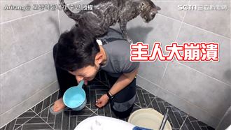 幫貓洗澡卻遭爬背　網：奴才崩潰日常