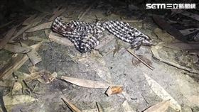 嘉義,老翁,魔神仔,中埔,路竹,台南,山谷