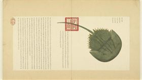 清朝,乾隆,海錯圖,禁海令