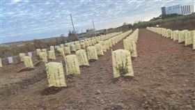  農田見恐怖「1景象」　網怕爆：最新樹葬？內行曝專業解答（圖／翻攝自爆系知識家）