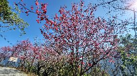 屏東霧台櫻花季登場（1）