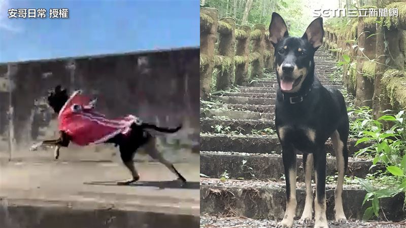 牠時速55Km狂飆　網笑：收罰單了