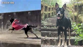 牠時速55Km狂飆　網笑：收罰單了