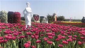 中社觀光花市鬱金香花海台中后里中社觀光花市進口鬱金香球莖，打造鬱金香花海，入冬後數波寒流來襲，花田中的鬱金香盛開。中央社記者趙麗妍攝　110年2月1日