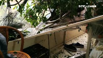 不定時炸彈！北市路樹生病竟砸進家中