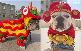 法國鬥牛犬,法鬥（圖／法國鬥牛犬-控肉&鼻康授權提供）