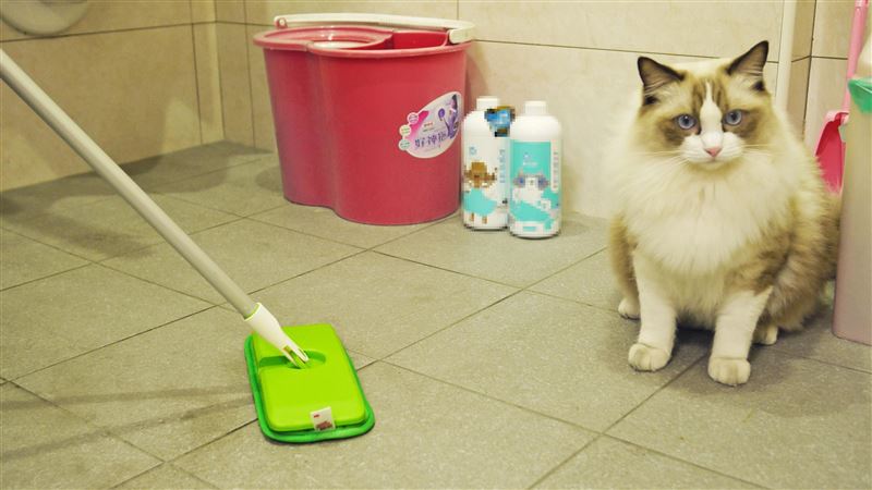 使用漂白水、柑橘洗碗精　毛孩恐不適