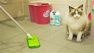 使用漂白水、柑橘洗碗精　毛孩恐不適