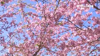高雄寶山櫻盛開　群聚恐成防疫隱患
