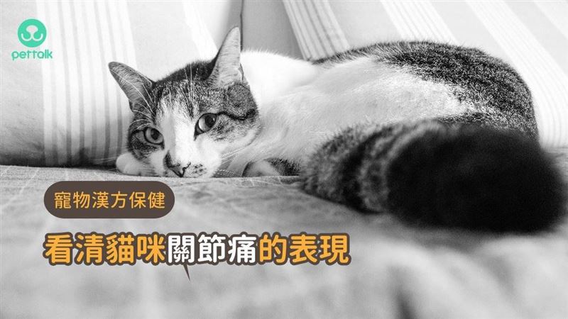 看清貓咪「關節痛痛」的表徵