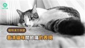 看清貓咪「關節痛痛」的表徵