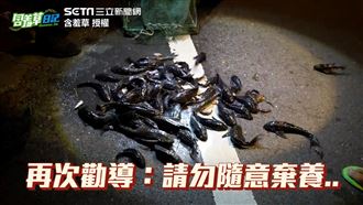 驚！異形入侵生態　隨便撈都滿滿一袋