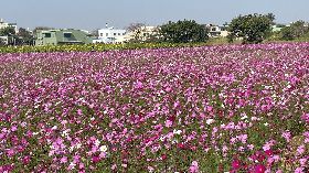 彰化市波斯菊花海