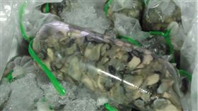 越南進口生蚵再出包　驗出諾羅、A肝病毒遭攔下根據食藥署最新邊境查驗違規名單，多達255公斤越南生蚵肉被驗出諾羅病毒，另有270公斤驗出A型肝炎病毒，違規產品通通遭退運銷毀。（食藥署提供）中央社記者張茗喧傳真  110年2月2日
