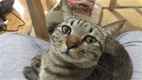 ▲貓咪的鬍鬚是功能非常強大的感應器。包括日本等許多國家都有貓咪鬍鬚是幸運神物的傳說。（圖／記者楊佩琪攝）