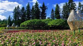 澎湖休憩園區花海5日登場（1）澎湖休憩園區花海將於5日正式對外開放，今年以「牛來運轉花爭豔」為主題，占地有2.5公頃。（澎湖縣政府提供）中央社  110年2月2日