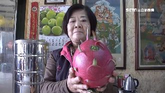 LV級火龍果喝奶長大　外銷1顆破千