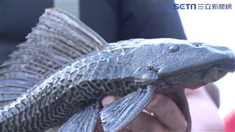 異形垃圾魚爆量現蹤　水族館賣千元
