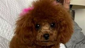 瑞克取完餐後，發現家裡養的狗狗不見了。（圖／翻攝自傑克遜維爾海灘市警局）