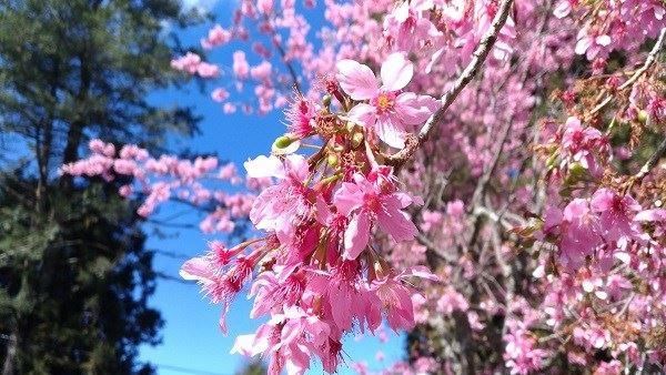 雲林「草嶺櫻花季」春節期間浪漫登場