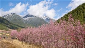 武陵農場櫻花區武陵農場櫻花區共有200公頃，每年都吸引大批民眾上山賞櫻。（雄獅旅遊提供）中央社記者余曉涵傳真　110年2月3日