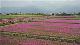 台東縱谷波斯菊3色花海　綻放美麗到春節後台東縱谷鹿野鄉約20公頃的波斯菊花海趕上春節連續假期，3色花海將綻放美麗到春節過後，春節期間除總量管制，也配合疫情採實名制。中央社記者盧太城台東攝  110年2月3日