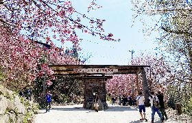 司馬庫斯櫻花開  2/12起進部落車