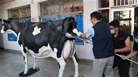 興大引進真實等比乳牛模擬教具（2）中興大學獸醫學院自加拿大引進一套真實等比的乳牛模擬教具，包含3套模擬系統，牛隻難產、牛隻直腸檢查、牛隻乳房等，獸醫系主任陳鵬文（左）等人3日示範模擬乳牛接生情景。（中興大學提供）中央社記者趙麗妍傳真　110年2月3日