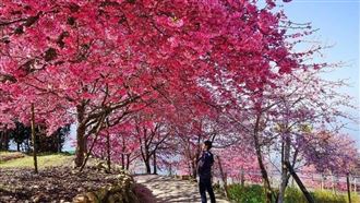 IG紅什麼/全台「3秘境」櫻花盛開