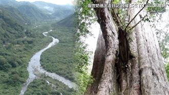 造訪司馬庫斯　神木竟28人才能環抱