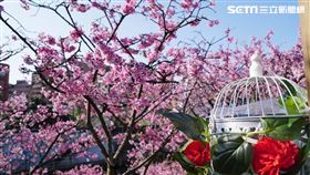 樂活公園寒櫻已經盛開（圖／記者李鴻典攝）