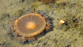 高雄林園濕地公園、溼地路塗鴉、夕陽、水母（圖／高雄市工務局養工處提供）